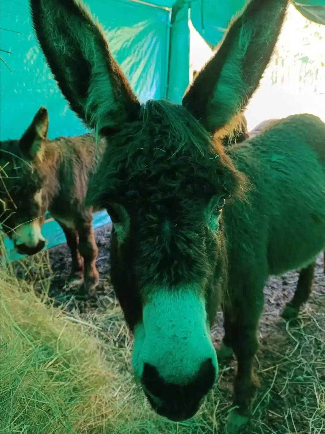La Fontaine du Mas — photo 63