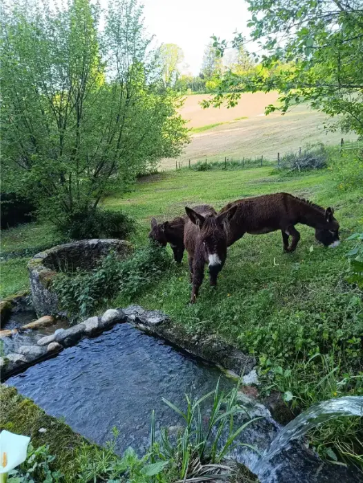 La Fontaine du Mas — photo 46
