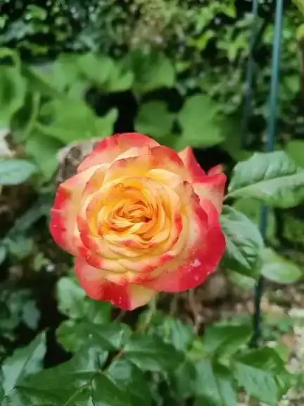 La Fontaine du Mas — photo 27