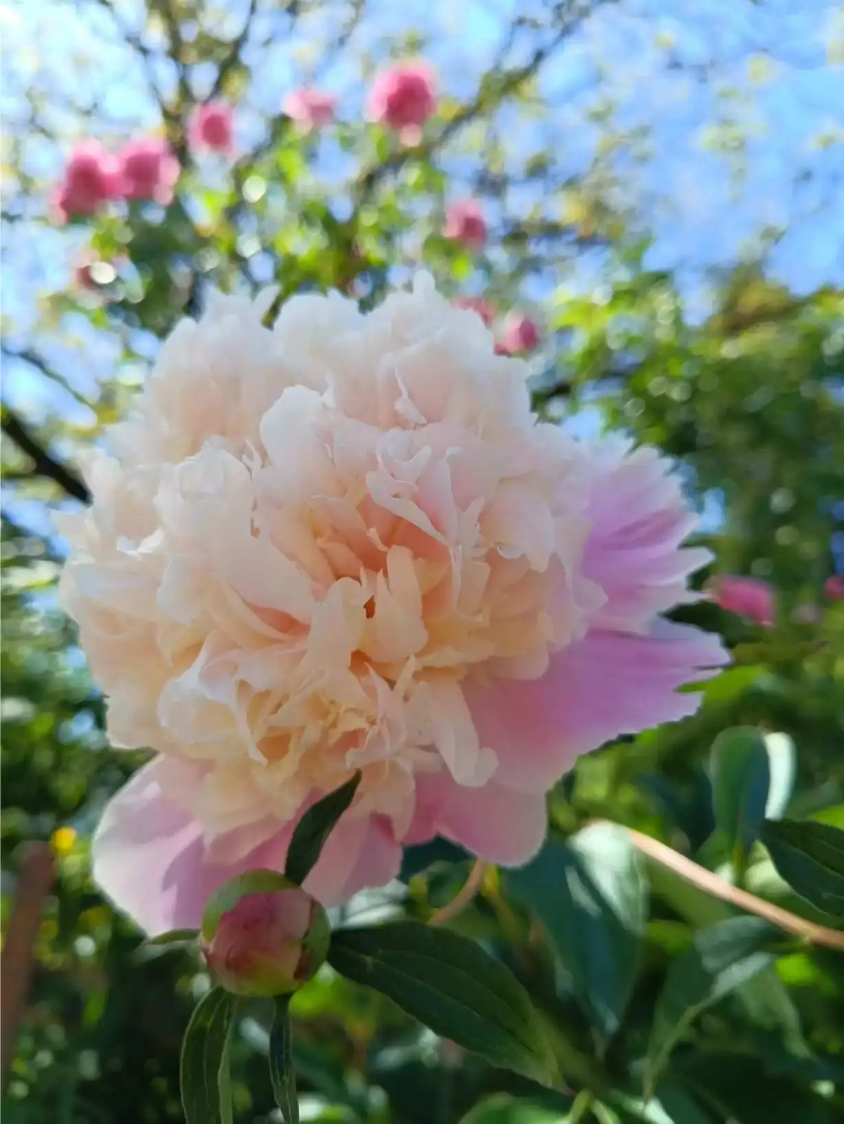 La Fontaine du Mas — photo 51