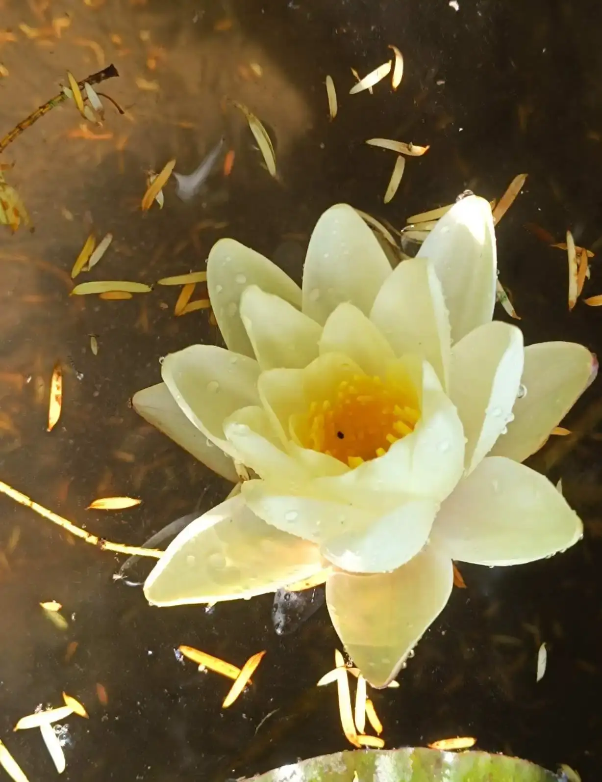 La Fontaine du Mas — photo 32