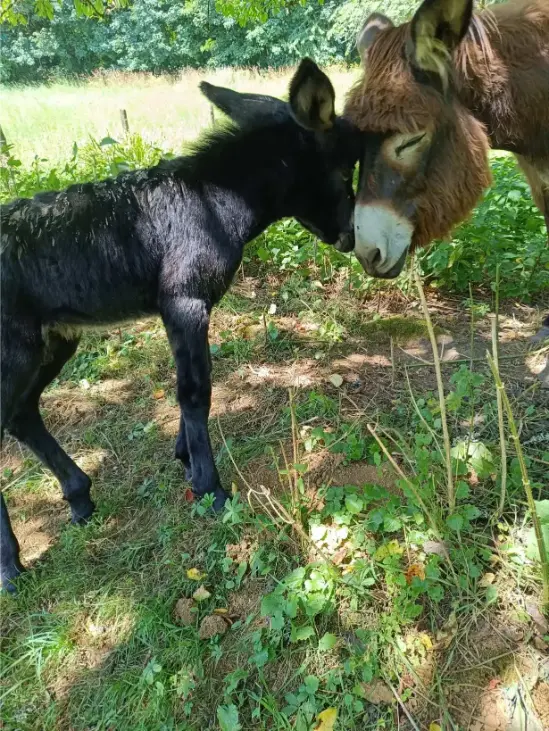 La Fontaine du Mas — photo 30