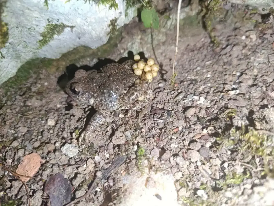 La Fontaine du Mas — photo 17