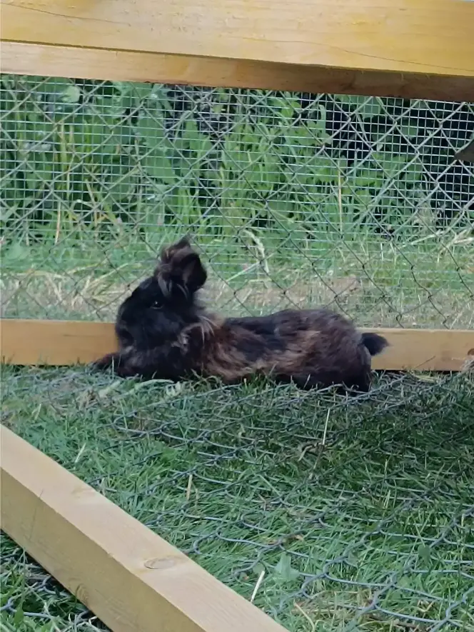 La Fontaine du Mas — photo 11