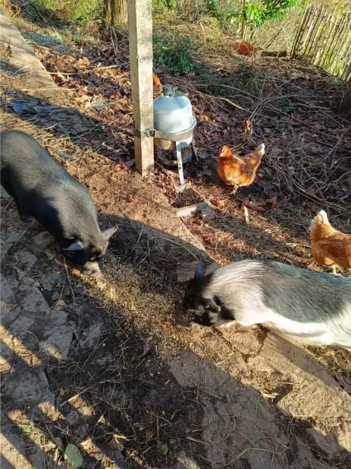 La Fontaine du Mas — photo 81