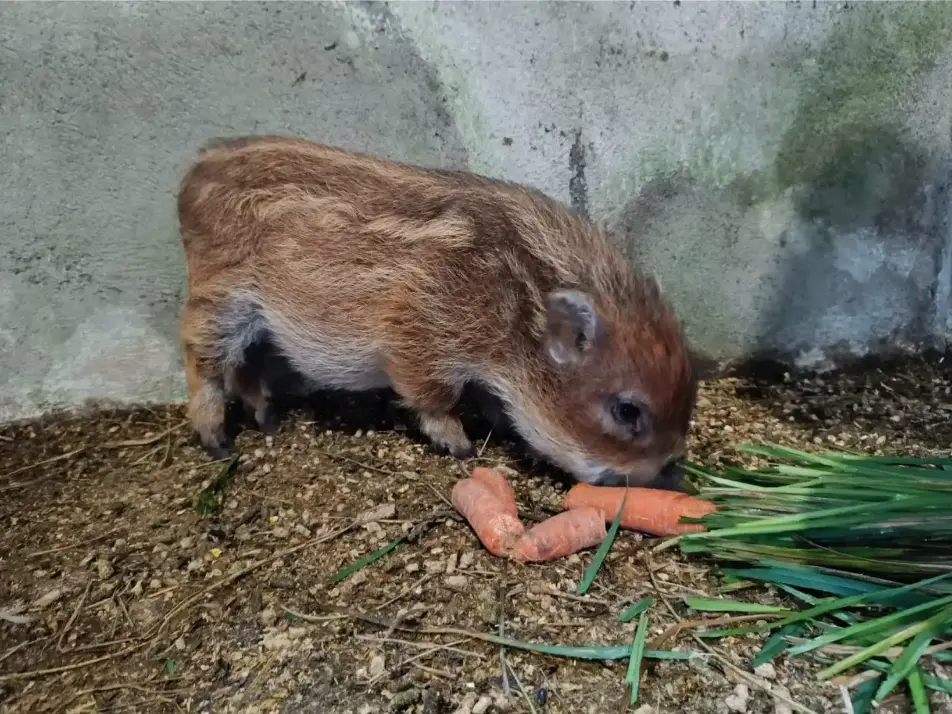 La Fontaine du Mas — photo 54