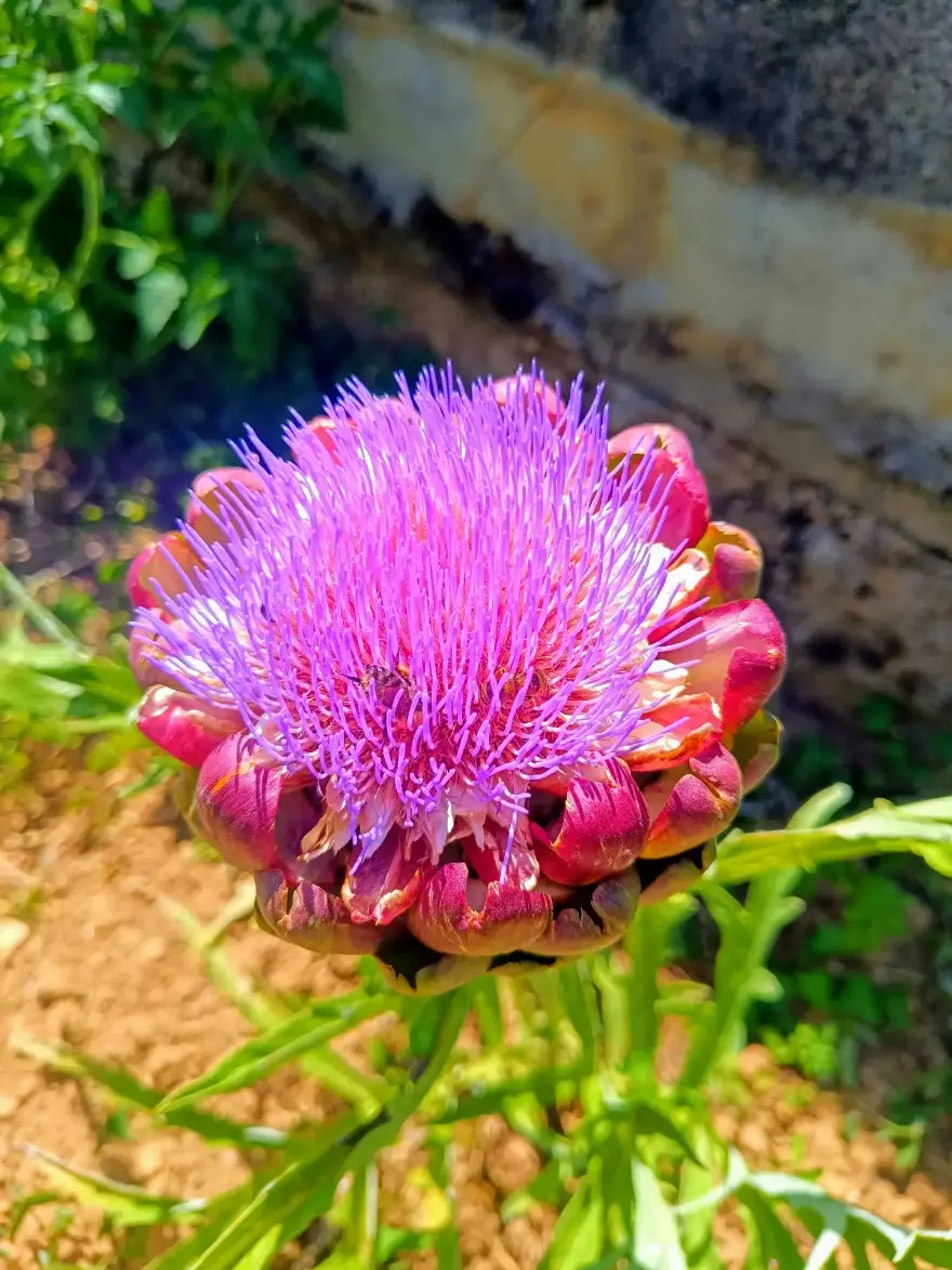 La Fontaine du Mas — photo 84