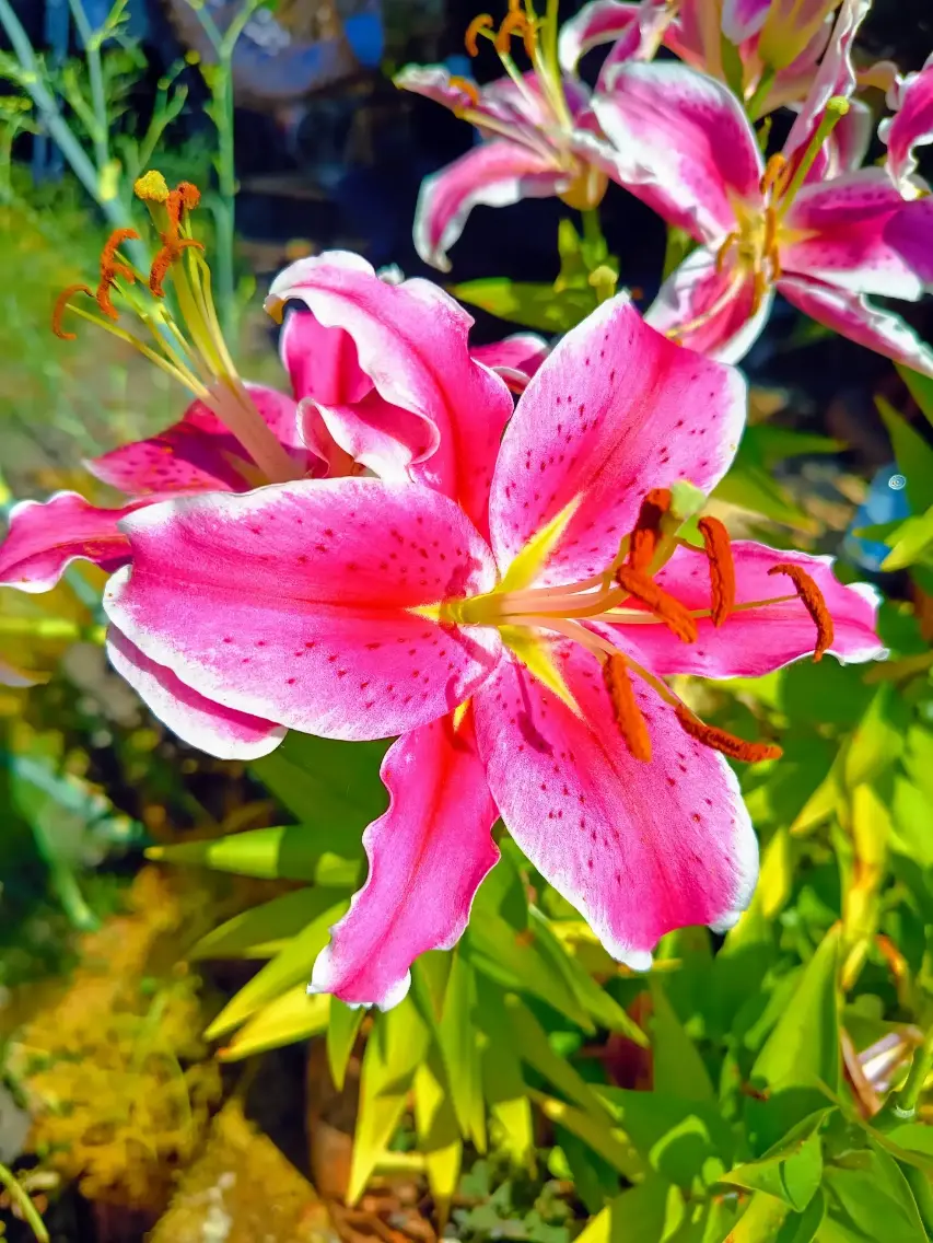 La Fontaine du Mas — photo 73