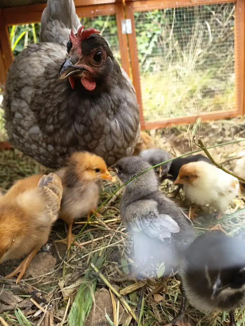 La Fontaine du Mas — photo 31