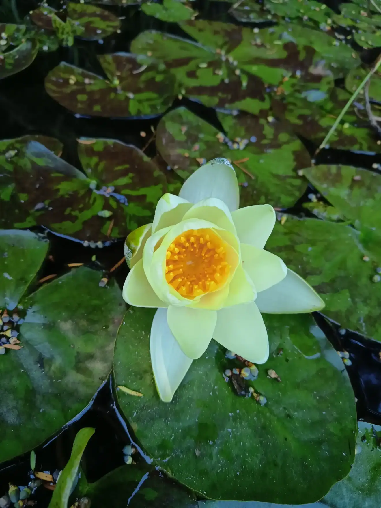 La Fontaine du Mas — photo 74