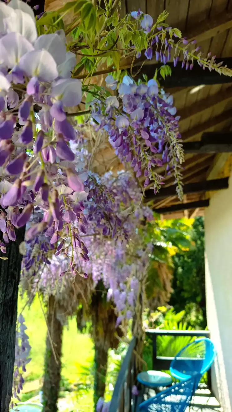 Suite Glycine — vue glycine